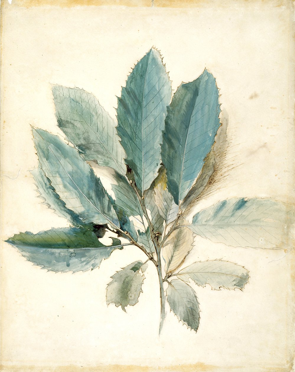 Kestane Yaprağı (beyaz kağıt üzerine kalem, mürekkep ve sulu boya) by John Ruskin