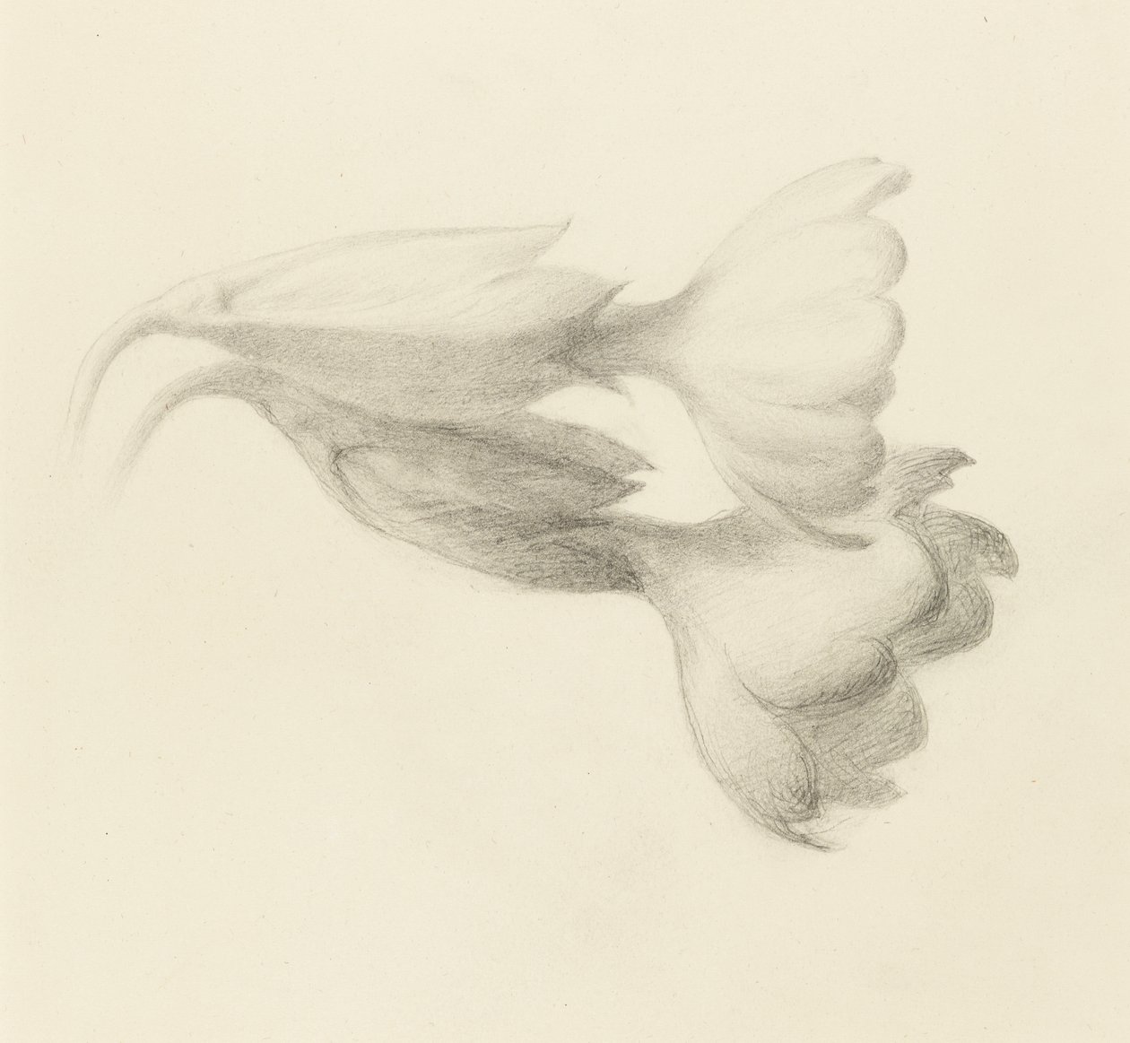 Cowslip Bells, muhtemelen 1871 (dokuma kağıt üzerinde grafit) by John Ruskin