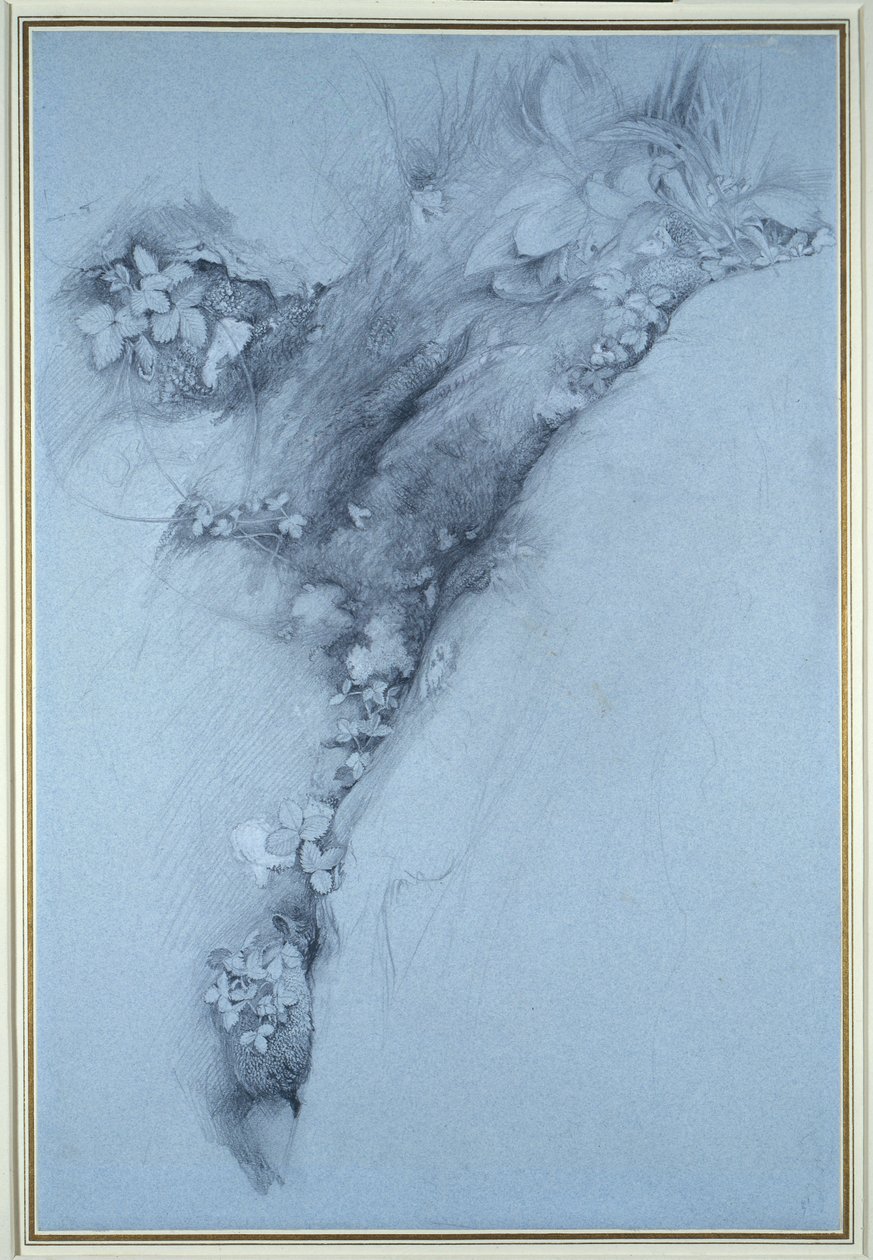 Yosun ve Yabani Çilek by John Ruskin