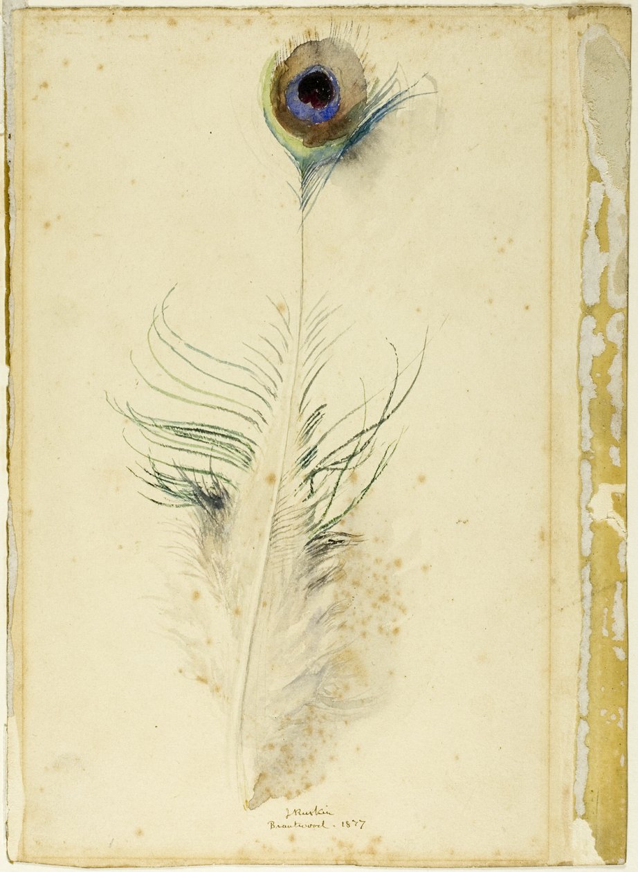 Tavuskuşu tüyü by John Ruskin