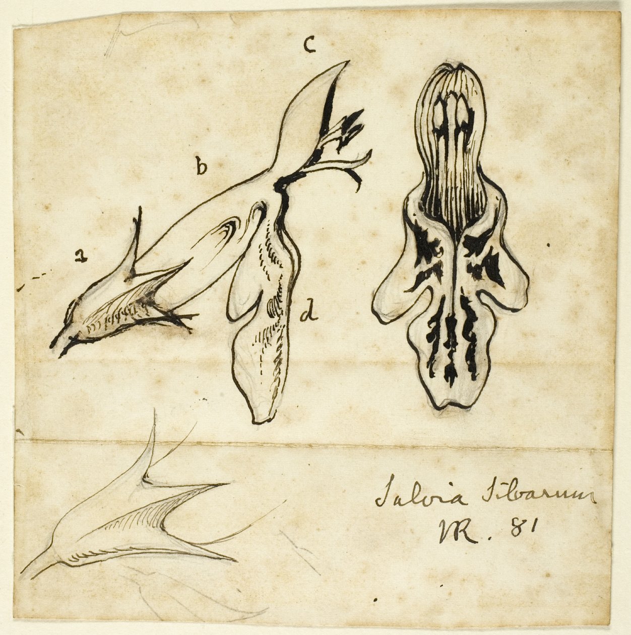 ada çayı ormanları by John Ruskin