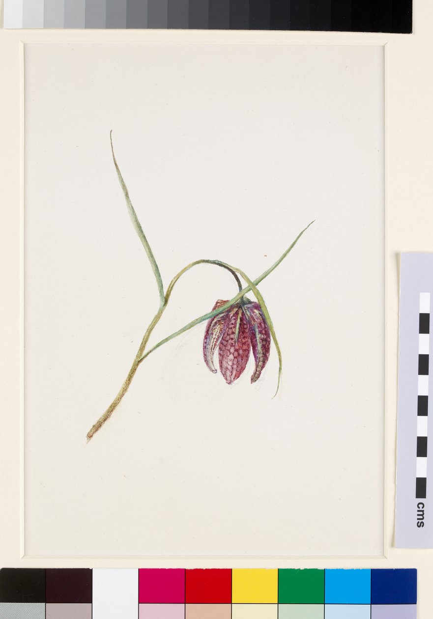 Snake"s Fritillary, Haziran 1871