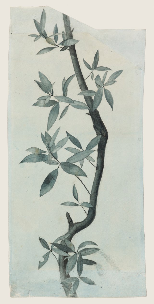 Söğüt Yaprakları Çalışması, 1857 dolayları (kağıt üzerine kalem ve sulu boya) by John Ruskin