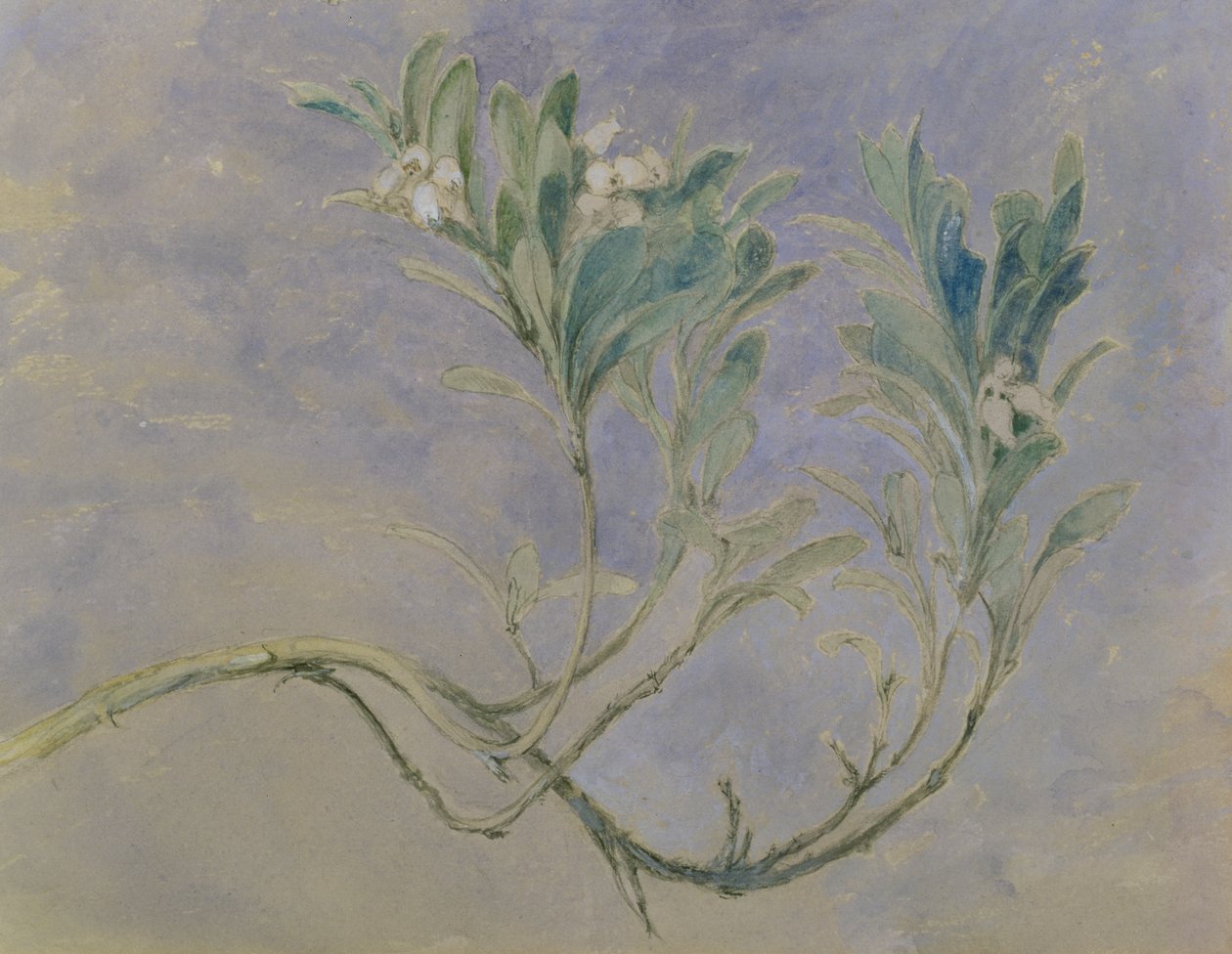 Myrtle Ağacının Dalının İncelenmesi, 1877 dolayları (kalem & kahverengi mürekkep & kağıda beyaz ile yükseltilmiş kurşun kalem üzerinde wc) by John Ruskin