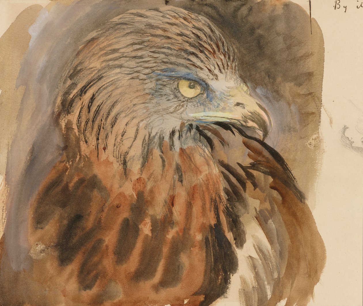 The Head of a Kite, Life