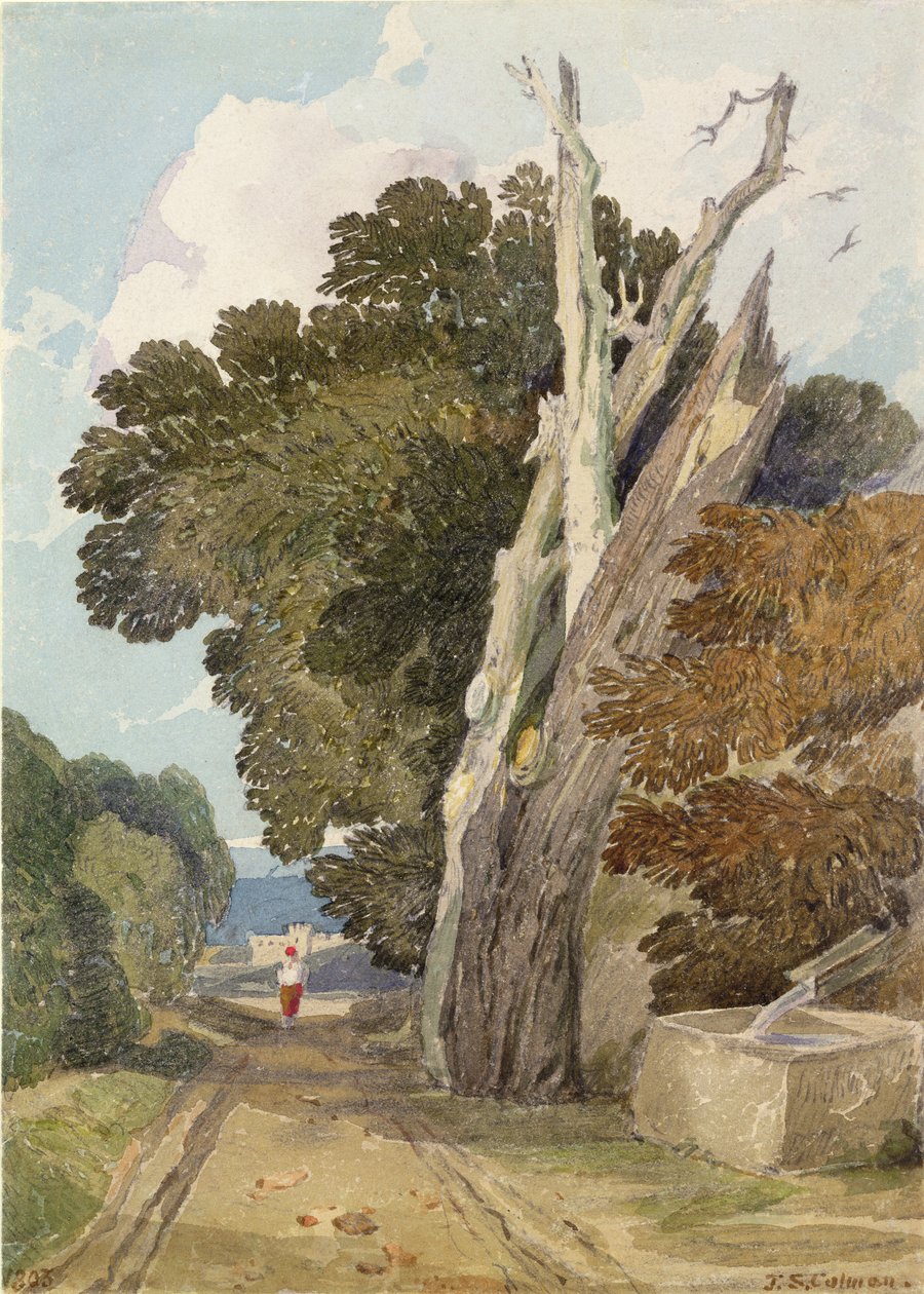 Şimşek Çarpan İspanyol Kestanesi Ağacı (kağıt üzerinde wc & kalem) by John Sell Cotman