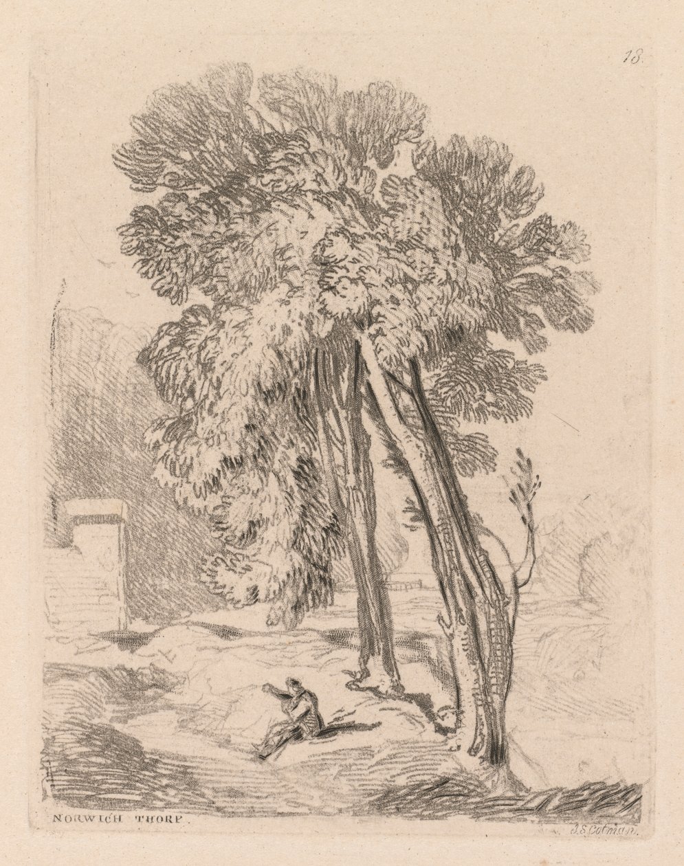 Çalışma Kitabı: Levha 18, Norwich Thorp, Norfolk'taki Ağaçlar by John Sell Cotman
