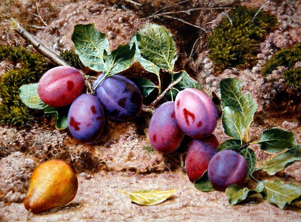 Yosunlu Bankada Erik ve Armut ile Natürmort, 1855 dolayları (kağıt üzerine suluboya ve gövde rengi) by John Sherrin