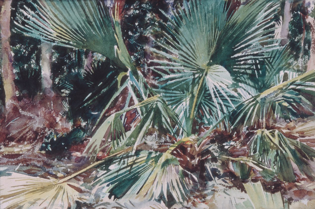 Palmettos, 1917 (beyaz dokuma kağıt üzerine tuvalet, grafit ve mum boya) by John Singer Sargent