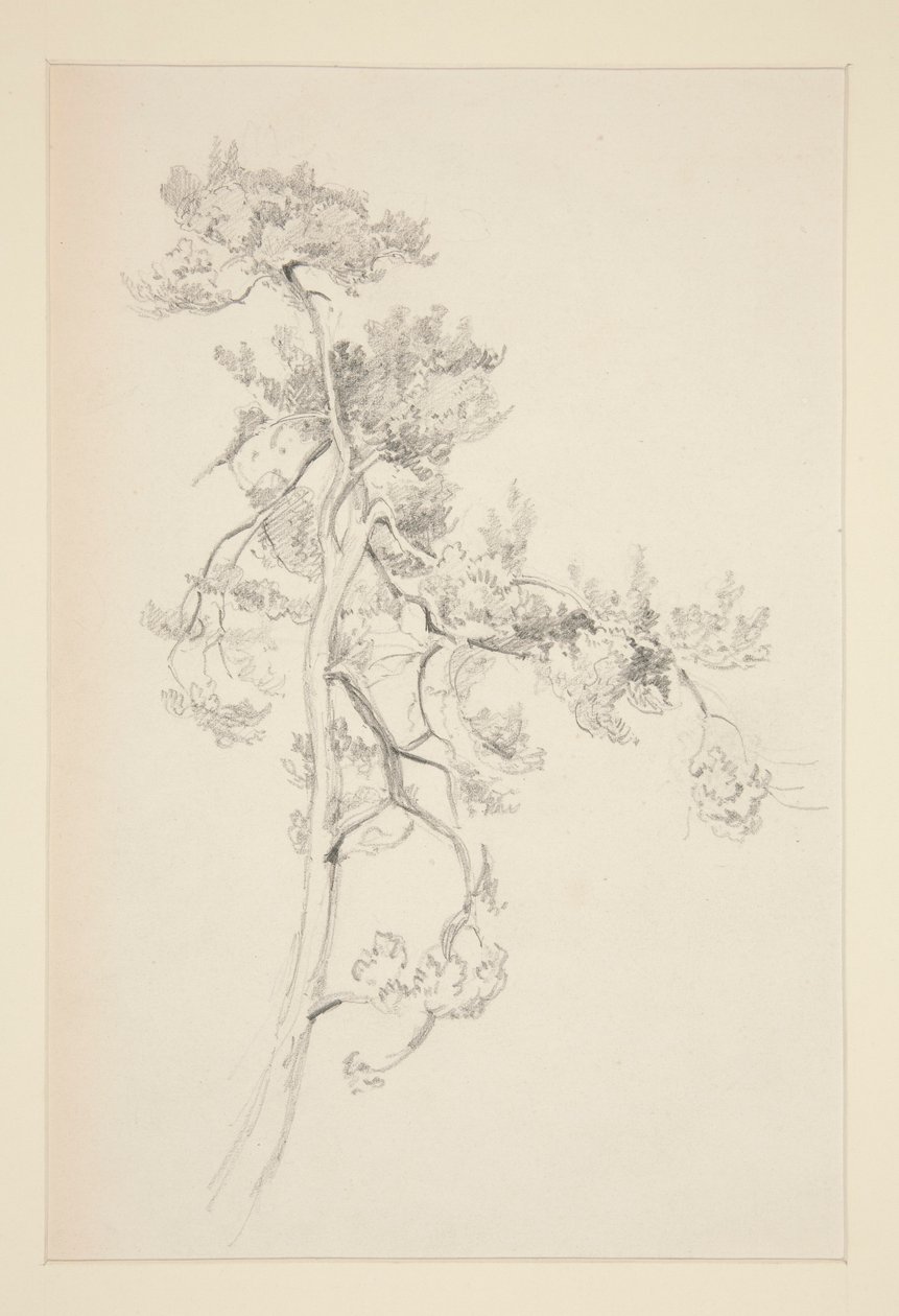 Ağaç ve Yeşillik by John Singer Sargent