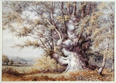 Eski Bir Meşe Ağacındaki Sincaplar by John Skinner Clifton