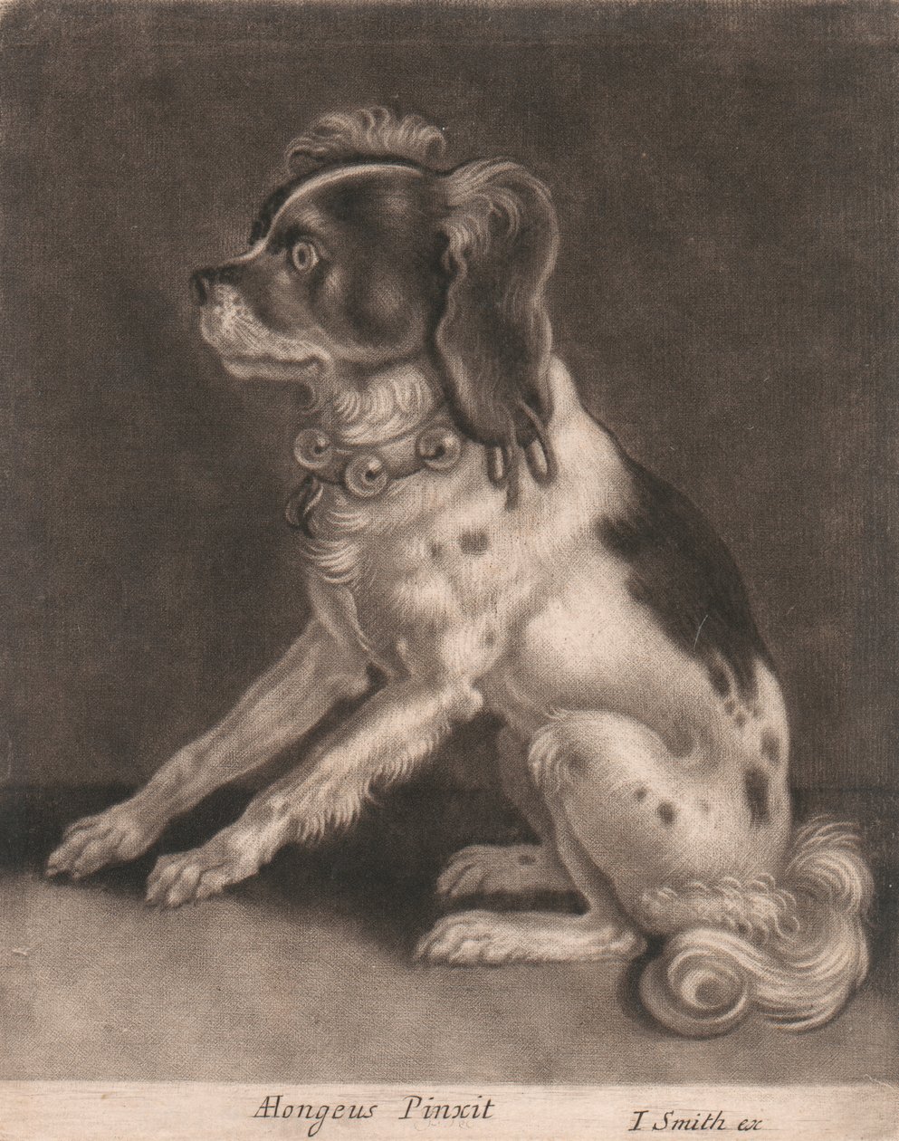 Göbekli Yakalı Bir Köpek by John Smith