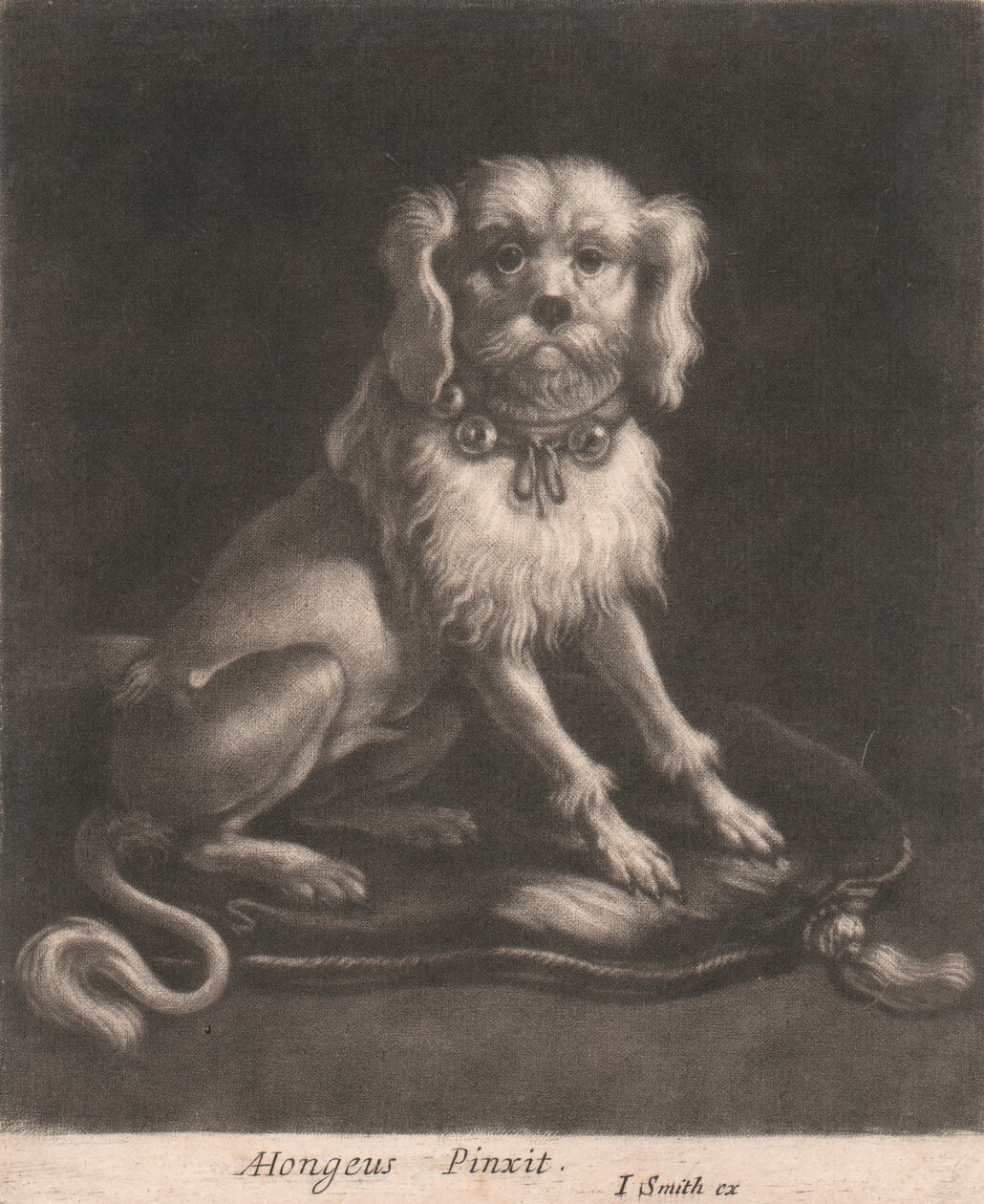 Göbekli Tasma Takan Küçük Bir Köpek. by John Smith