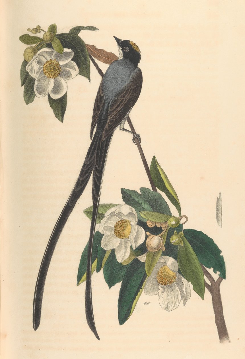 Çatal kuyruklu Sinekkapan, Gordonia lasianthus, 1840-44. by John T. Bowen