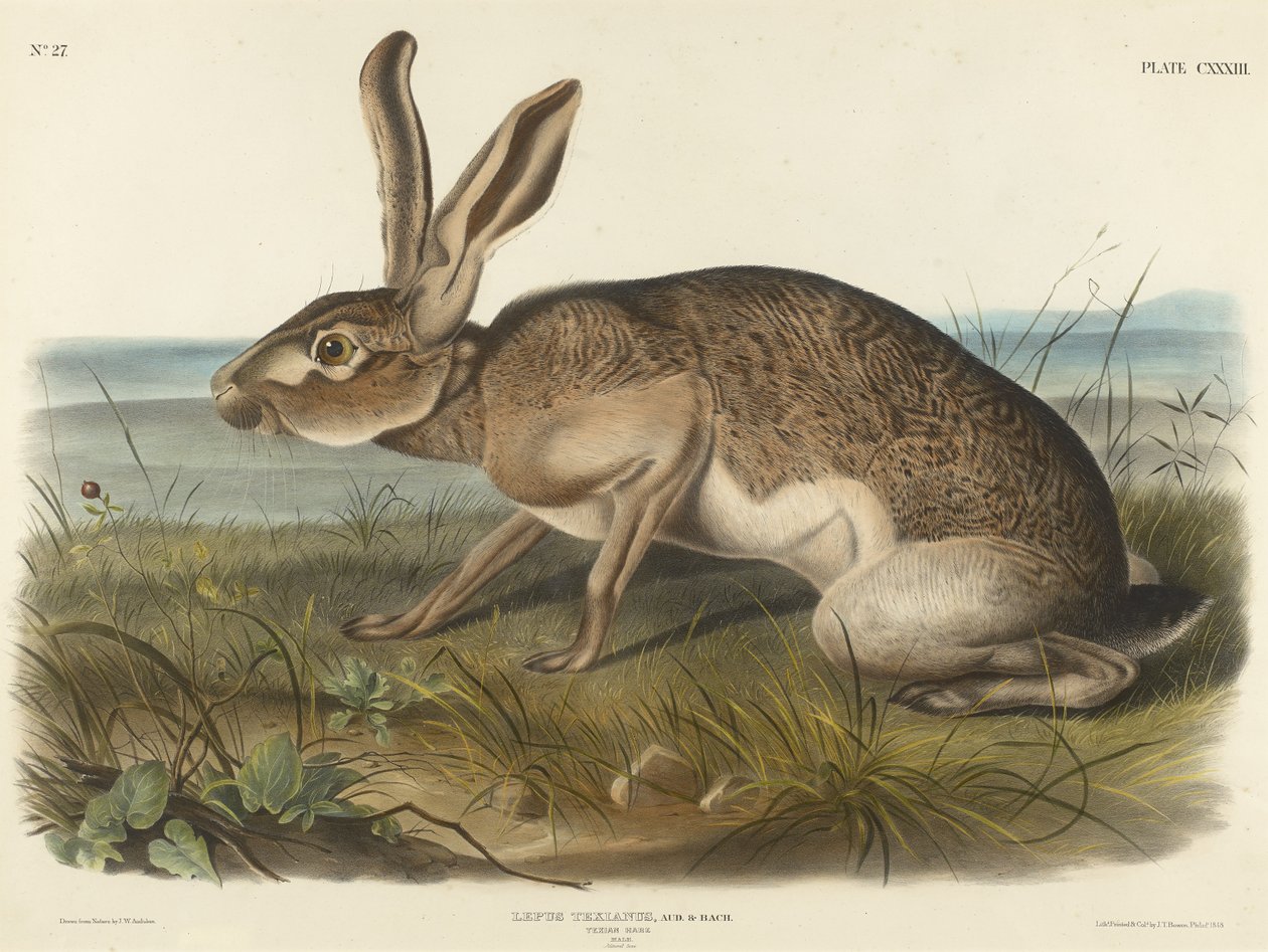 Texian Hare, 1848 (dokuma kağıt üzerine elle renklendirilmiş litografi) by John T. Bowen