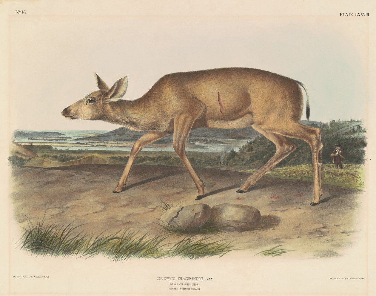 Kara Kuyruklu Geyik by John T. Bowen, after John James Audubon