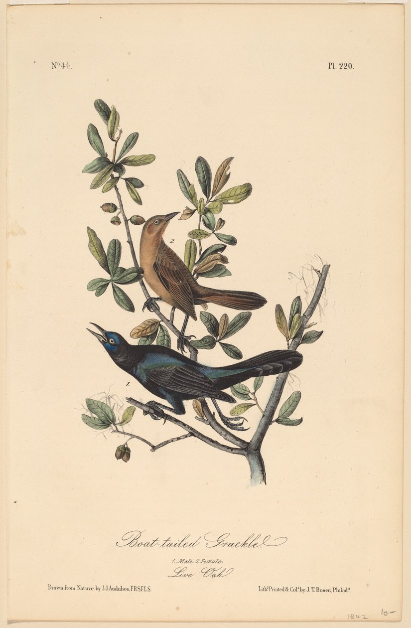Kayık Kuyruklu Grackle by John T. Bowen, after John James Audubon