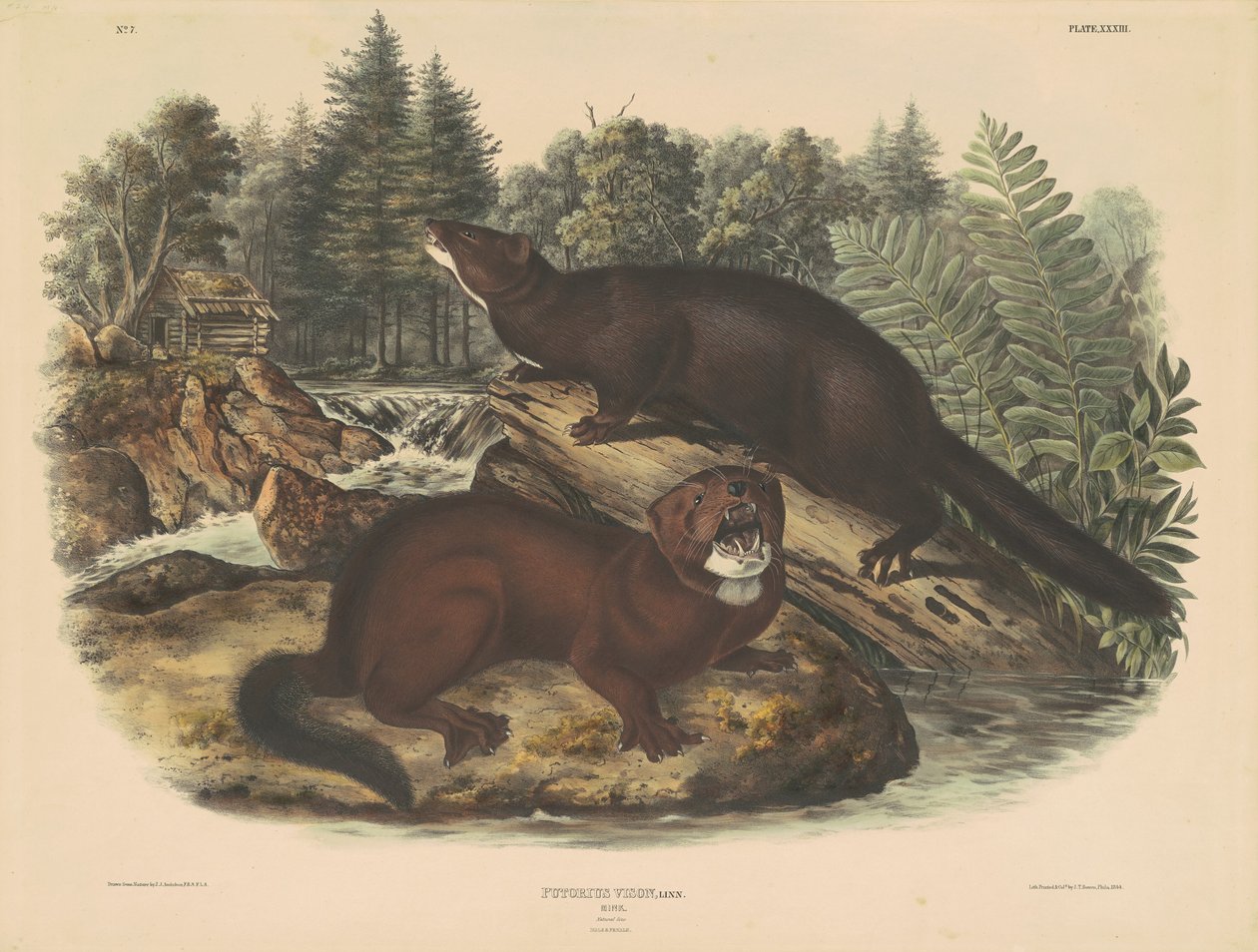 Vizon by John T. Bowen, after John James Audubon