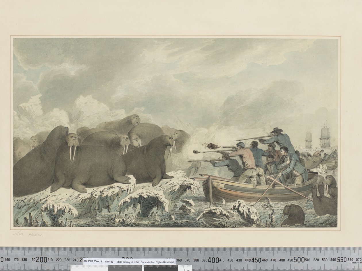F.32 Deniz Atları, c.1773-84 (suluboya) by John Webber