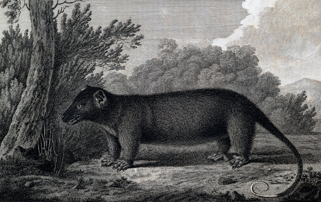 Opossum, John Webber (1750-1793) tarafından James Cook'un Üçüncü yolculuğu sırasında yapılan çizim sonrası gravür by John Webber
