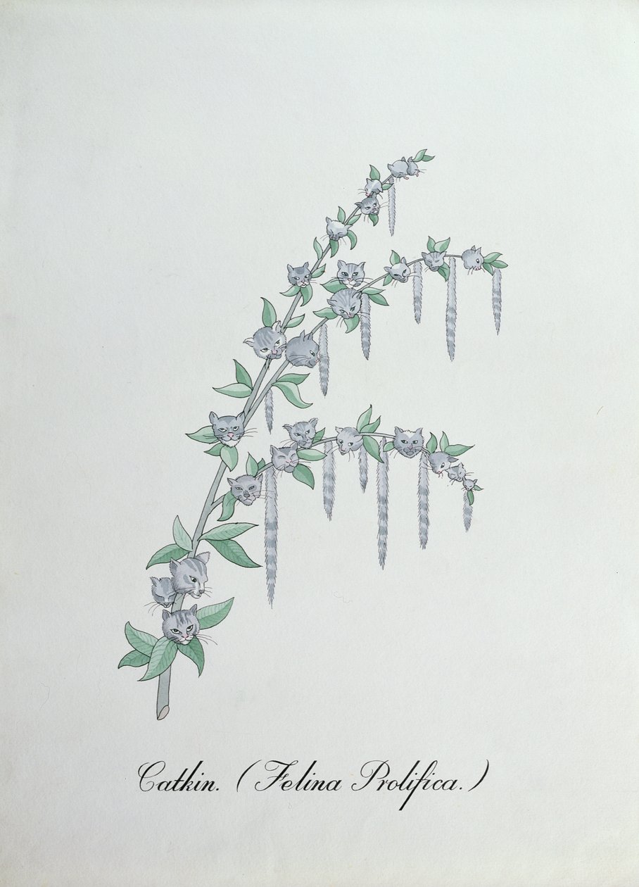 Catkin (Felina Prolifica.), John Weir