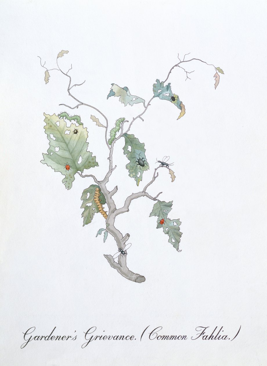 Bahçıvanın Şikayeti (Ortak Fahlia), John Weir