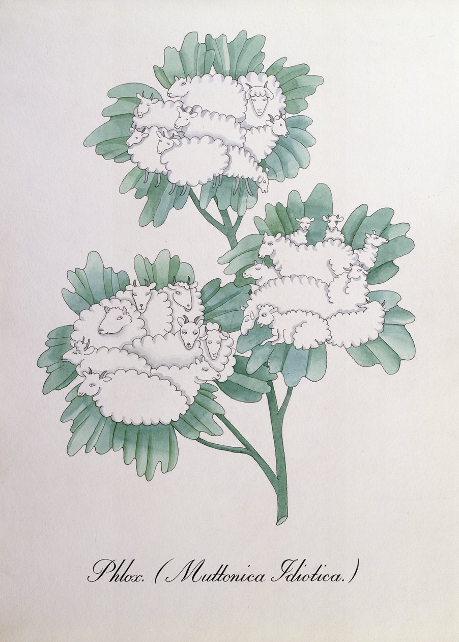 Floksa. (Muttonica Idiotica), John Weir