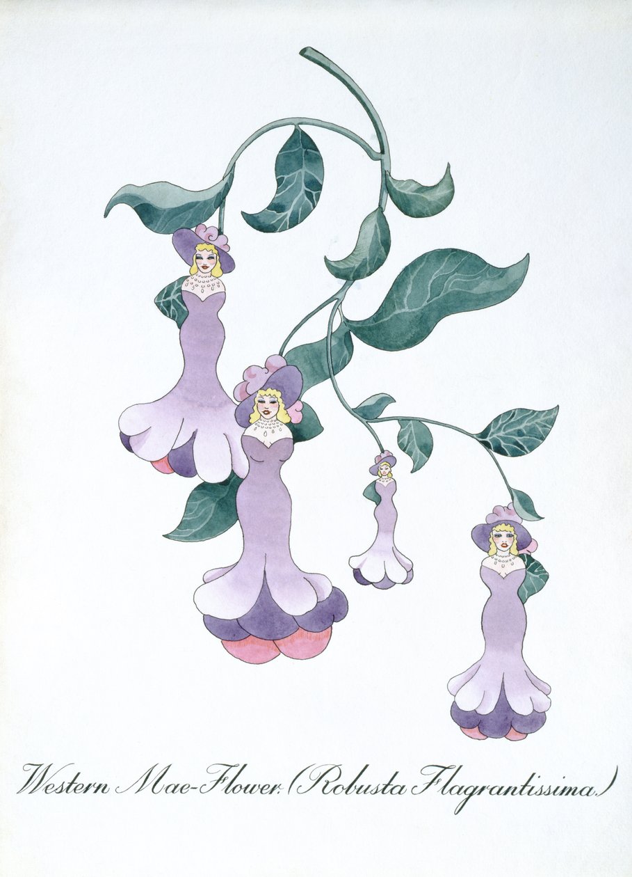 Batı Mae-Çiçeği (Robusta Flagrantissima), John Weir
