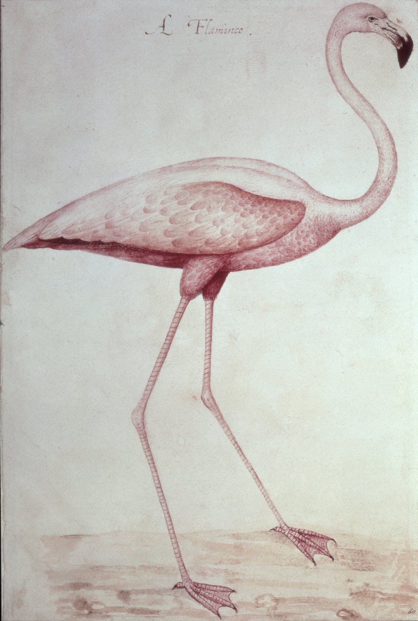 Flamingo (çizim) by John White