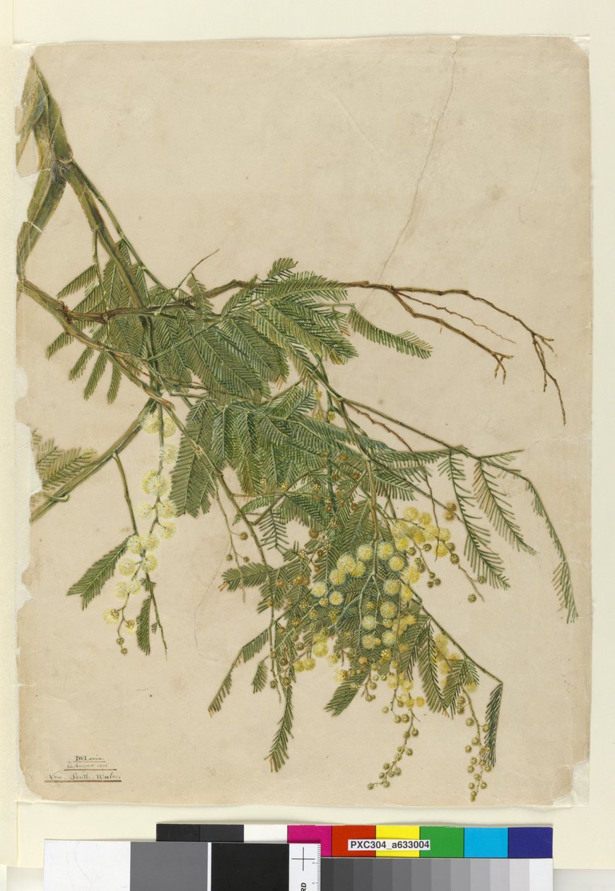 Akasya, 1805 (wc, kalem, mürekkep ve kurşun kalem) by John William Lewin