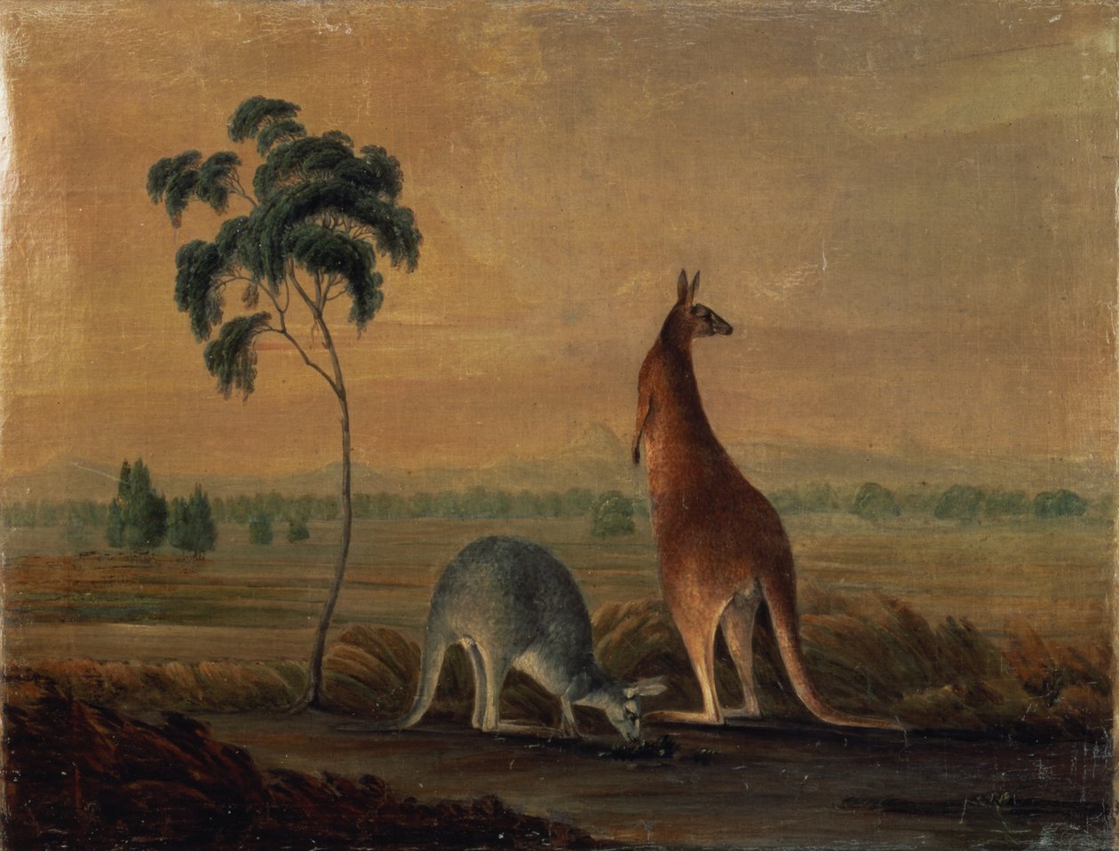 Manzaradaki kangurular, 1819 dolayları by John William Lewin