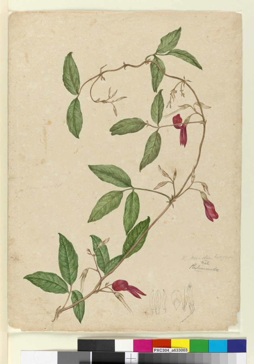 Kennedia rubicunda, c.1803-06 (wc, kalem, mürekkep ve kurşun kalem) by John William Lewin