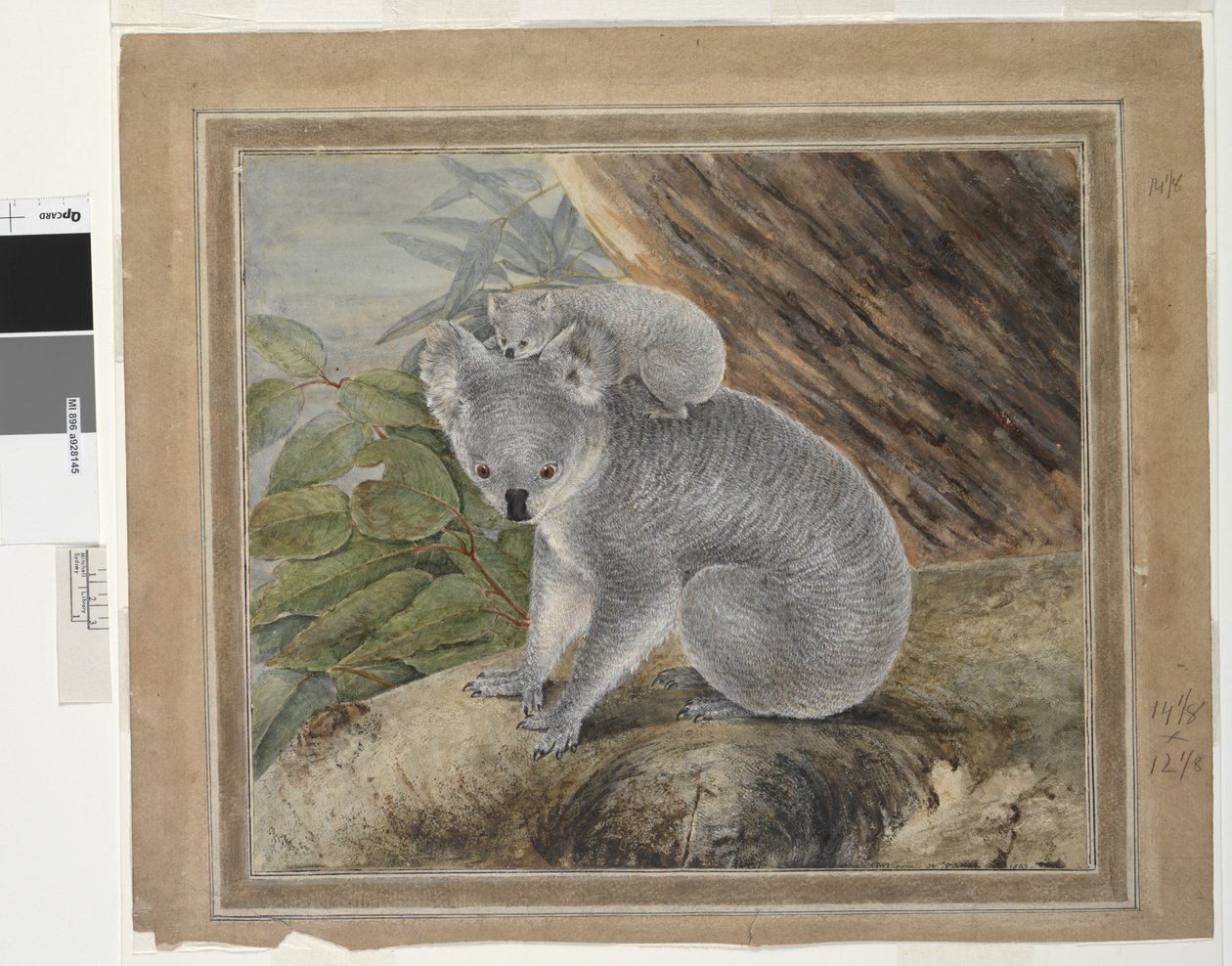 Koala ve genç, 1803, J.W. Lewin, 1803 (wc ve guaj) by John William Lewin