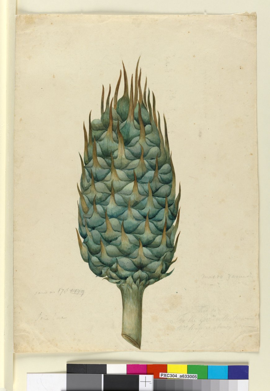 Macrozamia, c.1803-06 (wc, kalem, mürekkep ve kurşun kalem) by John William Lewin