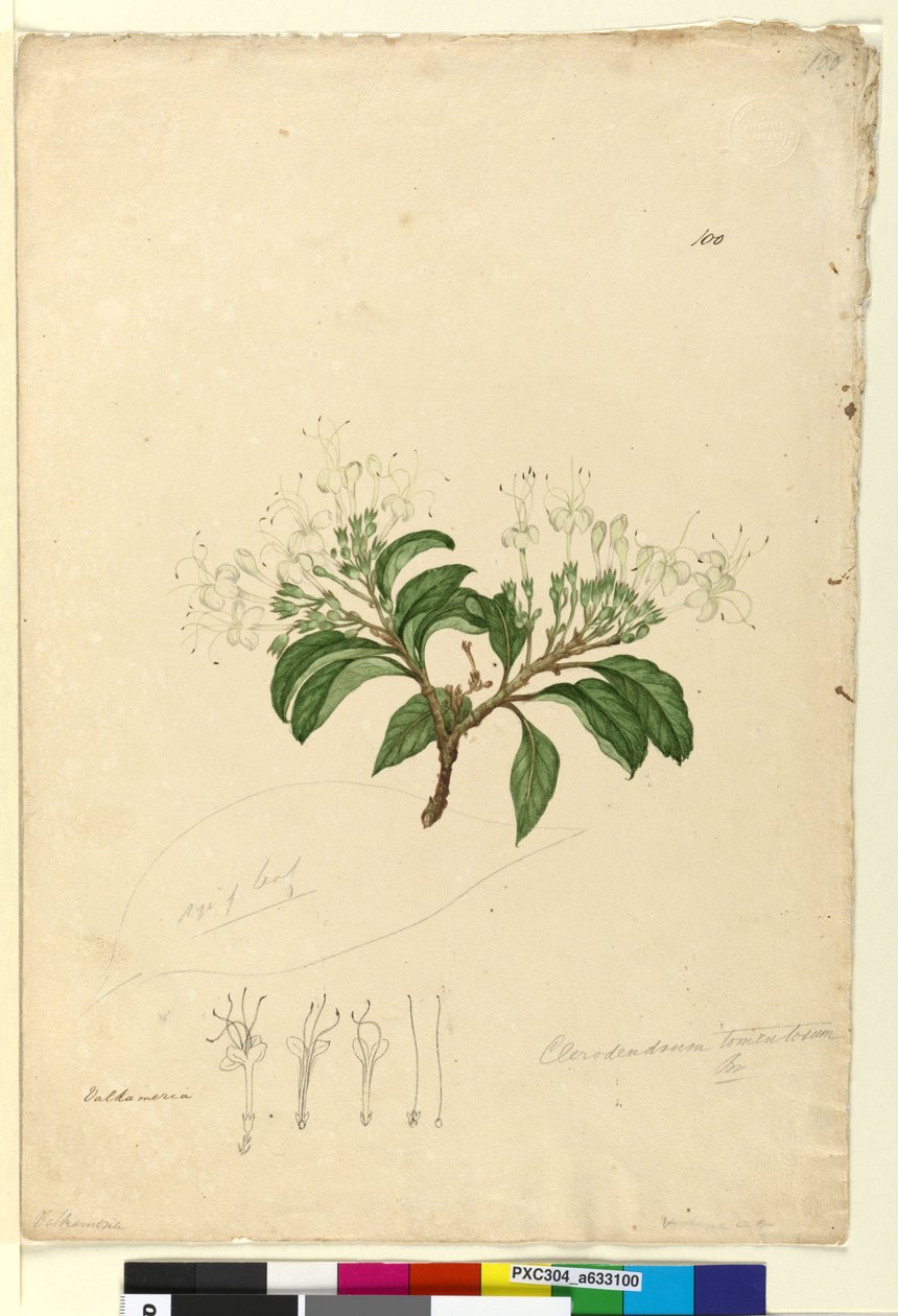 Sayfa 100. Clerodendrum tomentosum, c.1803-06 (wc, kalem, mürekkep ve kurşun kalem) by John William Lewin