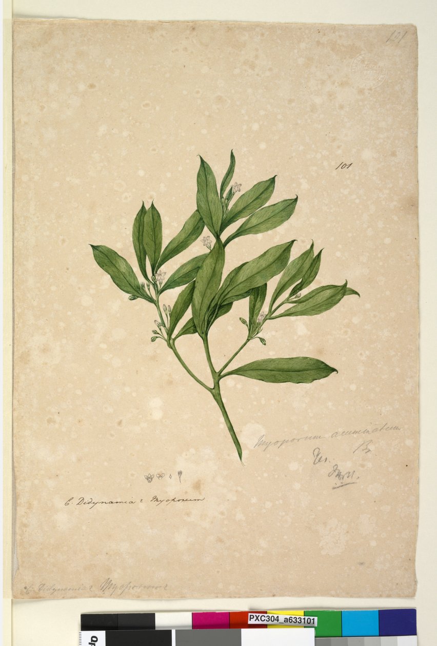 Sayfa 101. Myoporum acuminatum, c.1803-06 (wc, kalem, mürekkep ve kurşun kalem) by John William Lewin