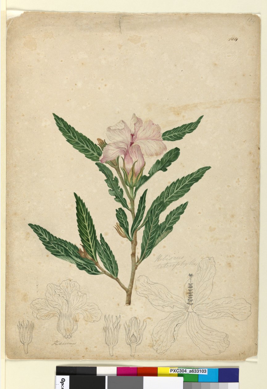 Sayfa 104. Hibiscus heterophyllus, c.1803-06 (wc, kalem, mürekkep ve kurşun kalem) by John William Lewin
