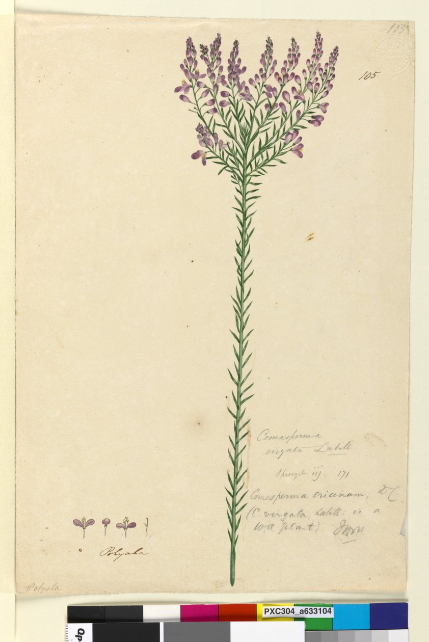 Sayfa 105. Comesperma ericinum, c.1803-06 (wc, kalem, mürekkep ve kurşun kalem) by John William Lewin