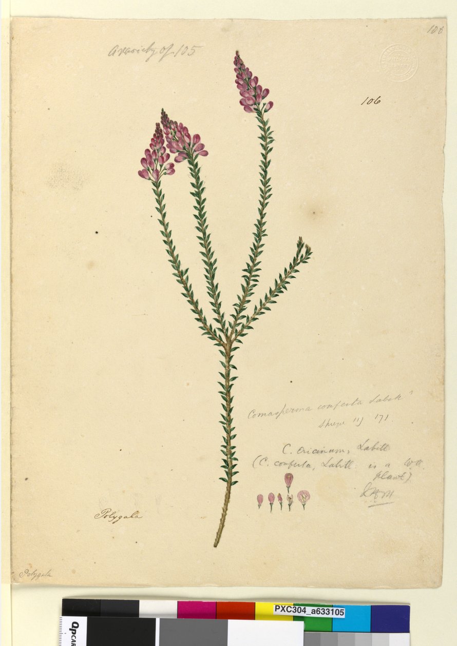 Sayfa 106. Comesperma ericinum, c.1803-06 (wc, kalem, mürekkep ve kurşun kalem) by John William Lewin