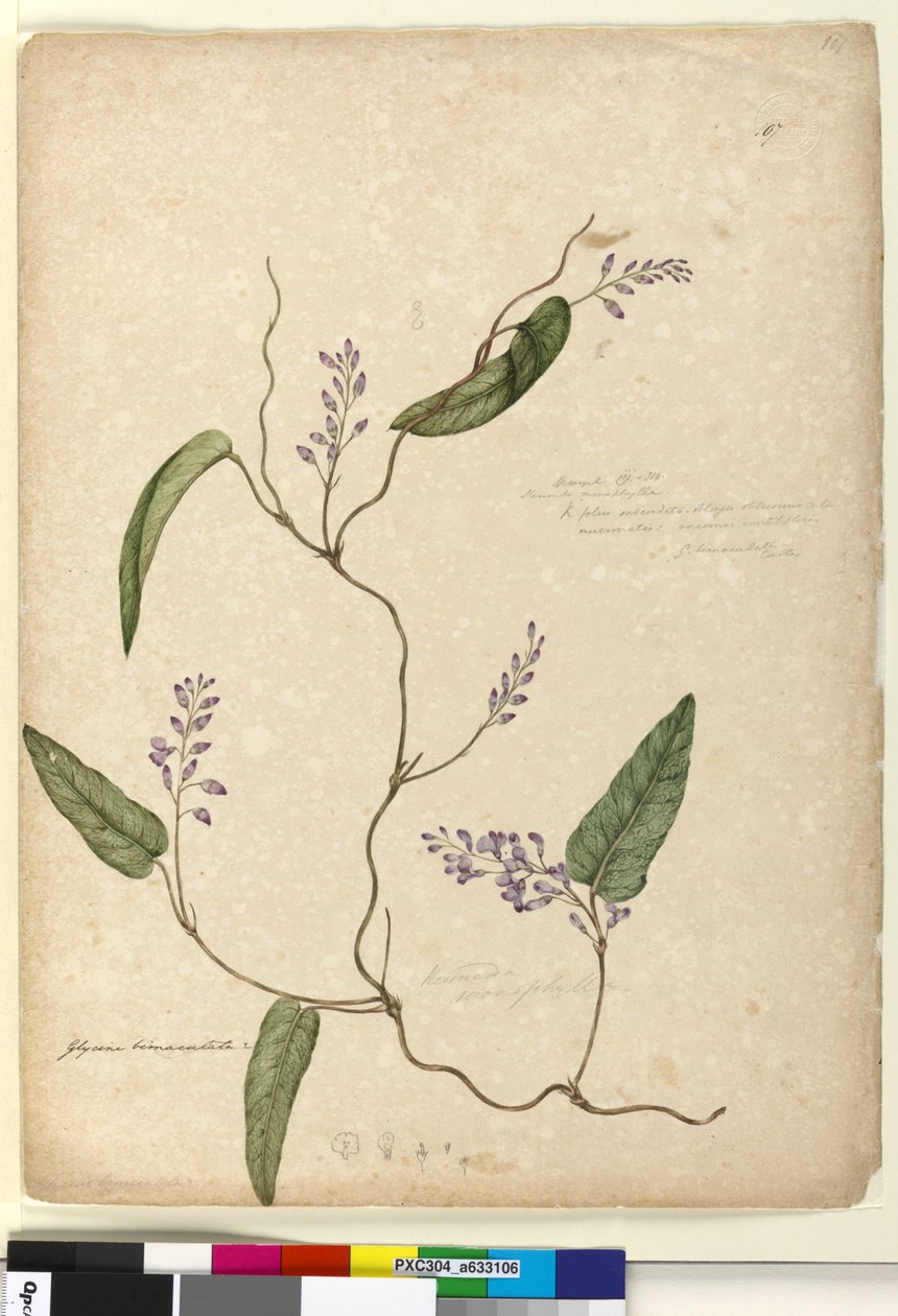 Sayfa 107. Glycine bimaculataGlycine tabacina?, c.1803-06 (wc, kalem, mürekkep ve kurşun kalem) by John William Lewin