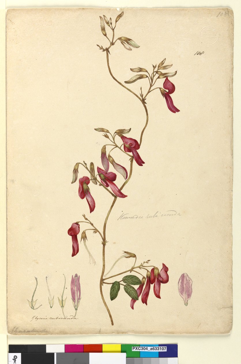 Sayfa 108. Kennedia rubicunda, c.1803-06 (wc, kalem, mürekkep ve kurşun kalem) by John William Lewin
