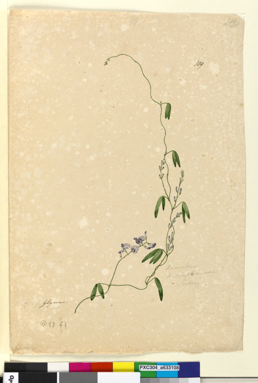 Sayfa 109. Kennedia comptonianaHardenbergia comptoniana, c.1803-06 (wc, kalem, mürekkep ve kurşun kalem) by John William Lewin