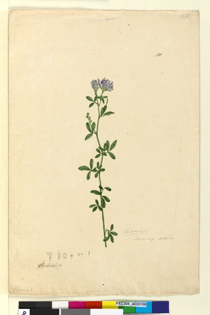 Sayfa 110. Medicago sativa, c.1803-06 (wc, kalem, mürekkep ve kurşun kalem) by John William Lewin