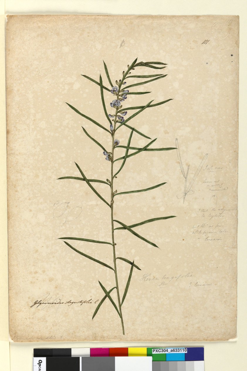 Sayfa 111. Hovea longifolia, c.1803-06 (wc, kalem, mürekkep ve kurşun kalem) by John William Lewin