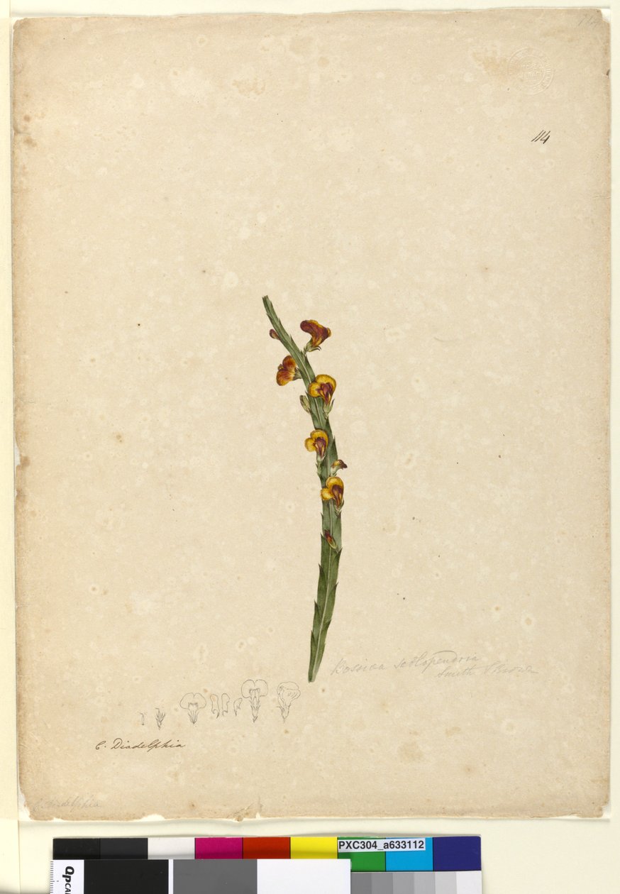 Sayfa 114. Bossiaea scolopendria, c.1803-06 (wc, kalem, mürekkep ve kurşun kalem) by John William Lewin