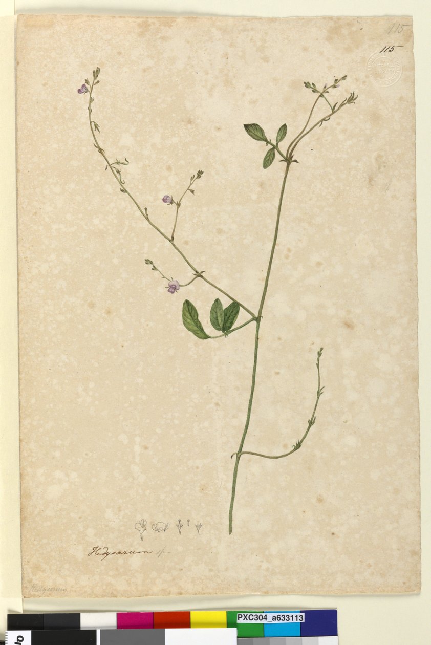 Sayfa 115. Hedysarum, c.1803-06 (wc, kalem, mürekkep ve kurşun kalem) by John William Lewin