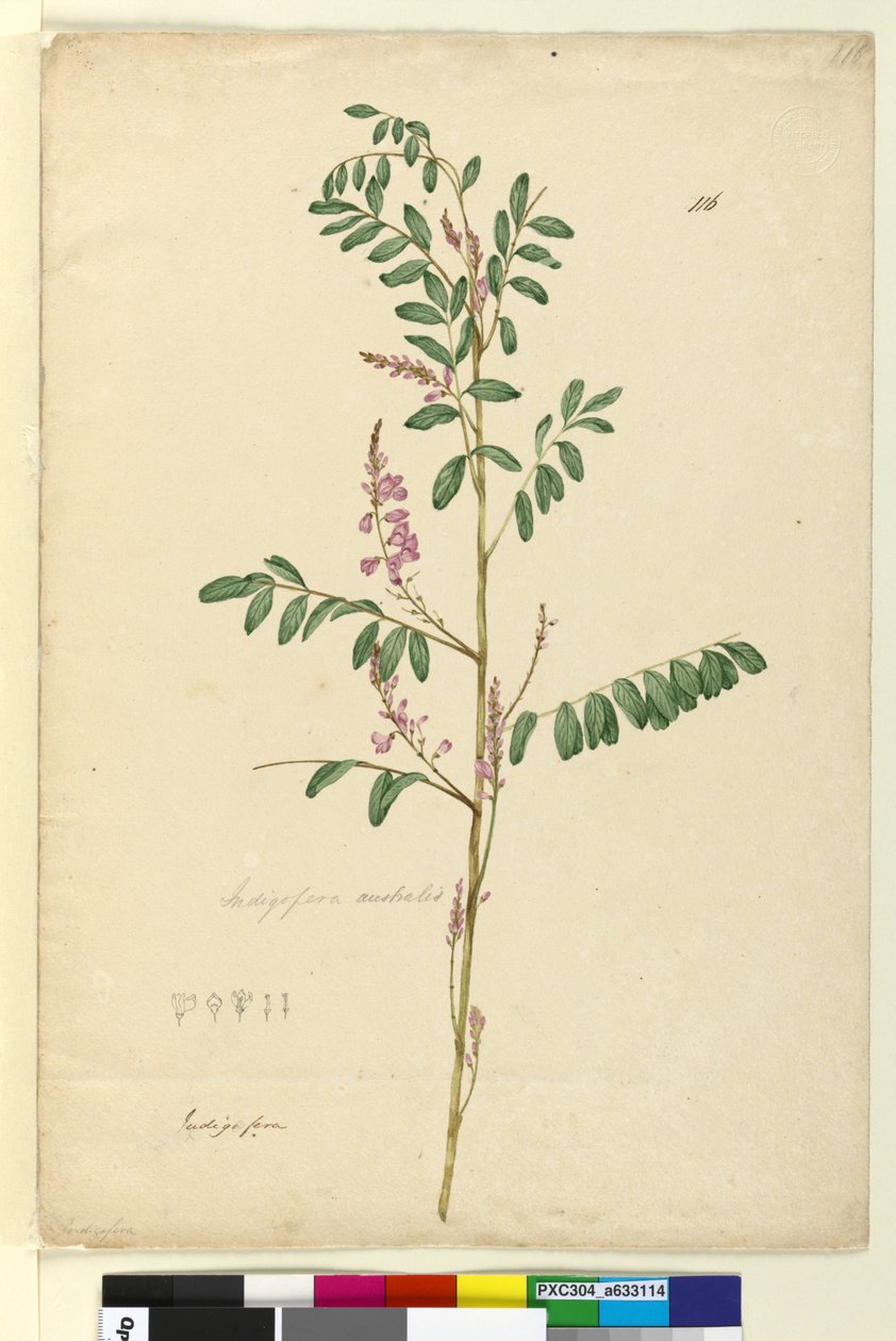 Sayfa 116. Indigofera australis, c.1803-06 (wc, kalem, mürekkep ve kurşun kalem) by John William Lewin