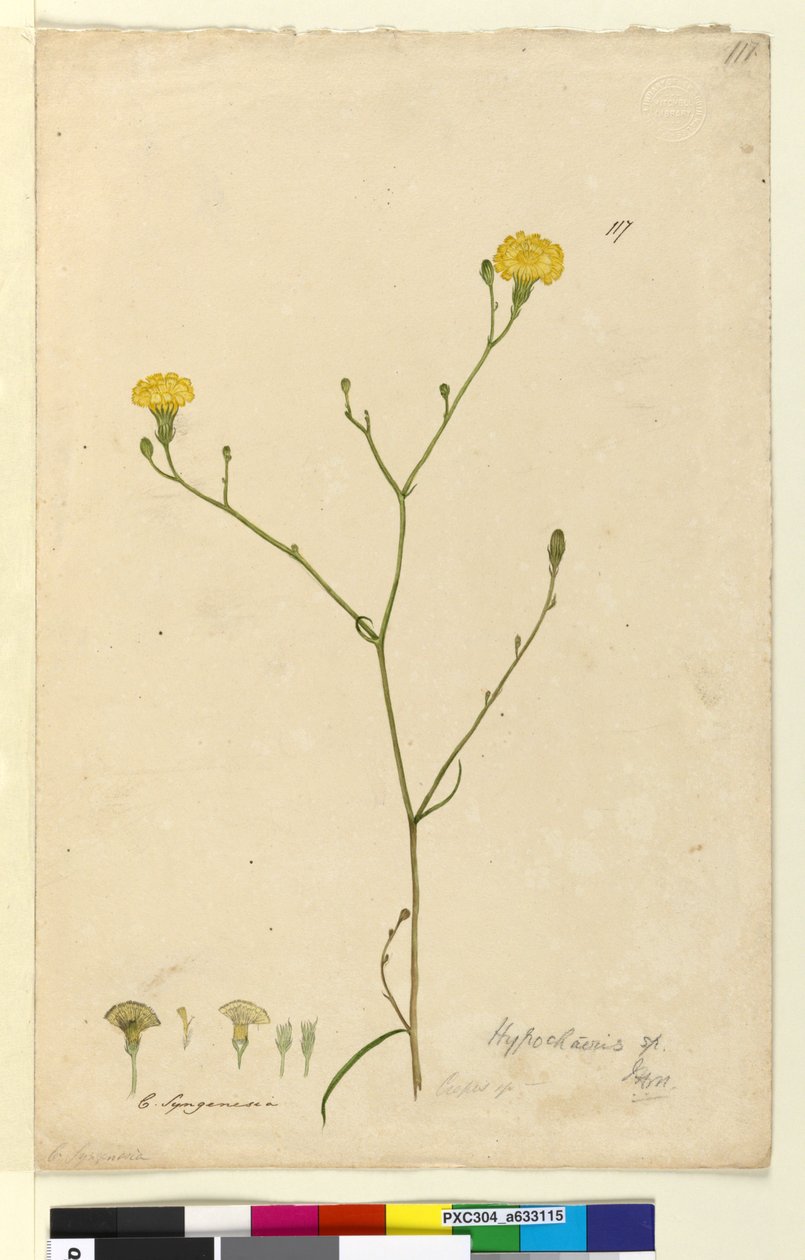 Sayfa 117. Hypochaeris, c.1803-06 (wc, kalem, mürekkep ve kurşun kalem) by John William Lewin