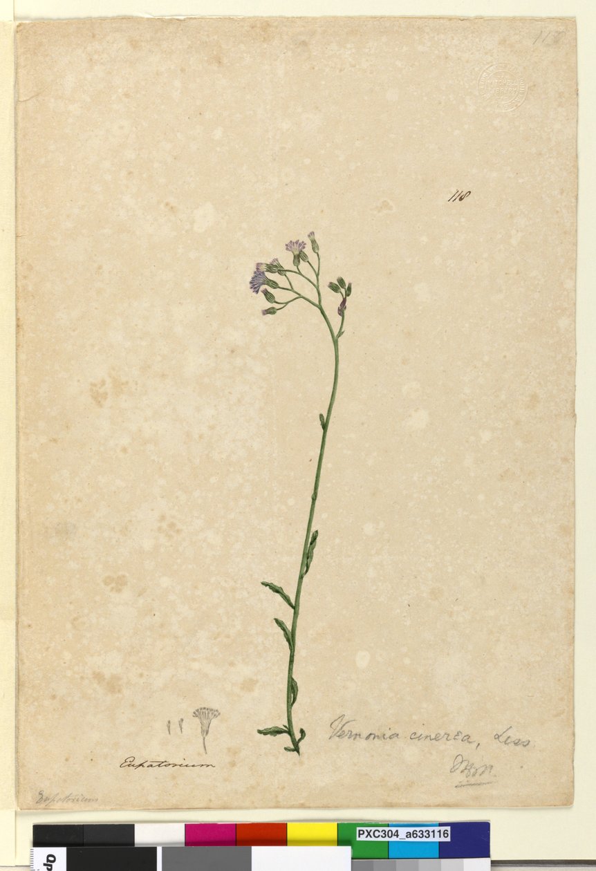 Sayfa 118. Vernonia cinerea, c.1803-06 (wc, kalem, mürekkep ve kurşun kalem) by John William Lewin