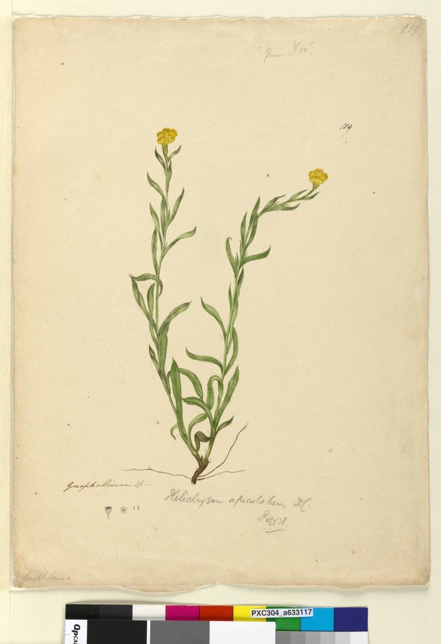 Sayfa 119. Helichrysum apiculatumChrysocephalum apiculatum, c.1803-06 (wc, kalem, mürekkep ve kurşun kalem) by John William Lewin